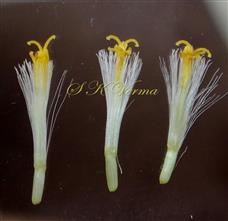  Disc Florets